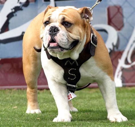Mississippi state bulldog mascot